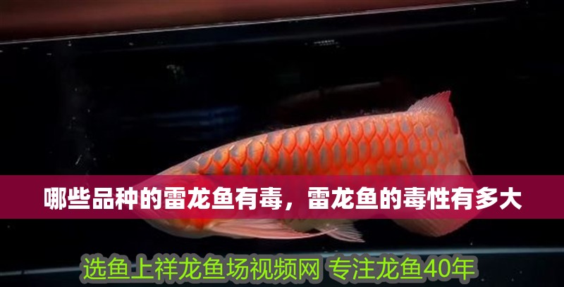 哪些品種的雷龍魚有毒，雷龍魚的毒性有多大