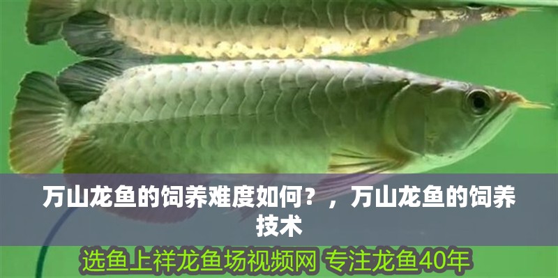 詳細閱讀:萬山龍魚的飼養難度如何?,萬山龍魚的飼養技術 萬山龍魚的飼養難度如何?,萬山龍魚的飼養技術
