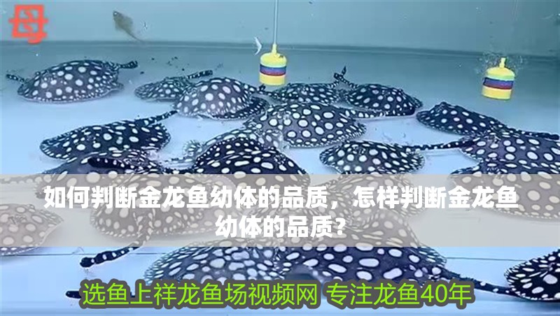 詳細閱讀:如何判斷金龍魚幼體的品質,怎樣判斷金龍魚幼體的品質? 如何判斷金龍魚幼體的品質,怎樣判斷金龍魚幼體的品質?