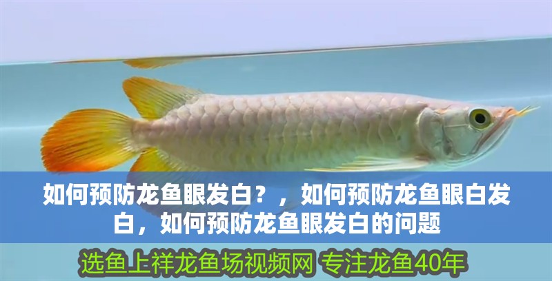 如何預(yù)防龍魚眼發(fā)白？，如何預(yù)防龍魚眼白發(fā)白，如何預(yù)防龍魚眼發(fā)白的問(wèn)題