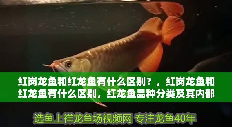 紅崗龍魚和紅龍魚有什么區別？，紅崗龍魚和紅龍魚有什么區別，紅龍魚品種分類及其內部差異 紅崗龍魚和紅龍魚有什么區別？，紅崗龍魚和紅龍魚有什么區別，紅龍魚品種分類及其內部差異 龍魚百科