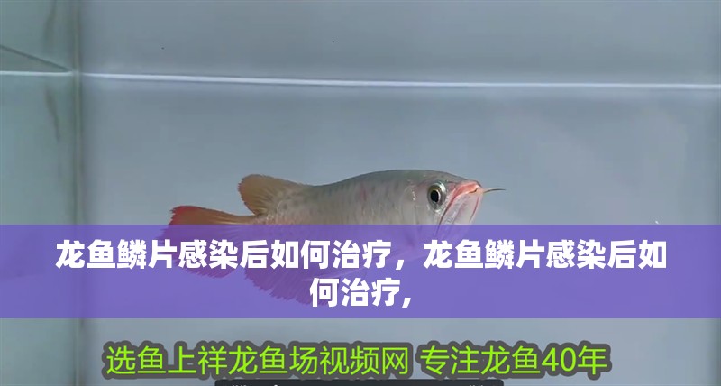 龍魚鱗片感染后如何治療，龍魚鱗片感染后如何治療,