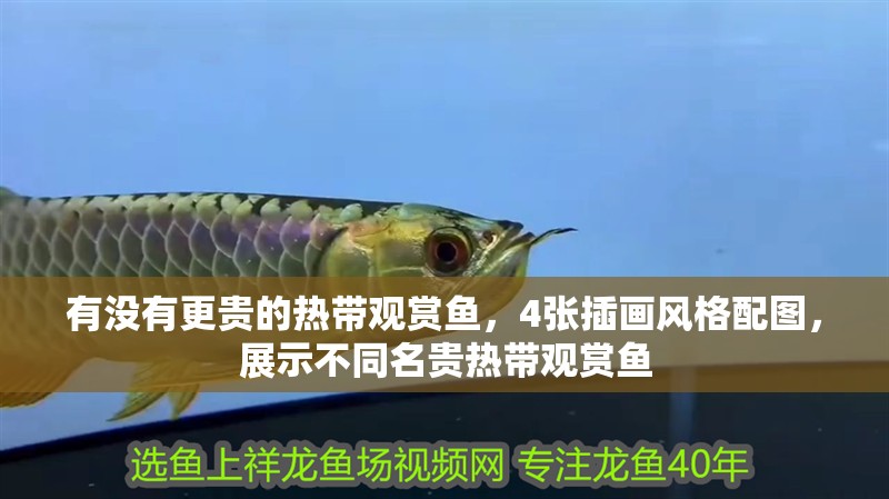 詳細閱讀:有沒有更貴的熱帶觀賞魚,4張插畫風格配圖,展示不同名貴熱帶觀賞魚 有沒有更貴的熱帶觀賞魚,4張插畫風格配圖,展示不同名貴熱帶觀賞魚