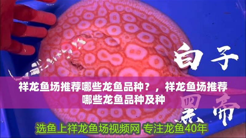 詳細閱讀:祥龍魚場推薦哪些龍魚品種?,祥龍魚場推薦哪些龍魚品種及種 祥龍魚場推薦哪些龍魚品種?,祥龍魚場推薦哪些龍魚品種及種