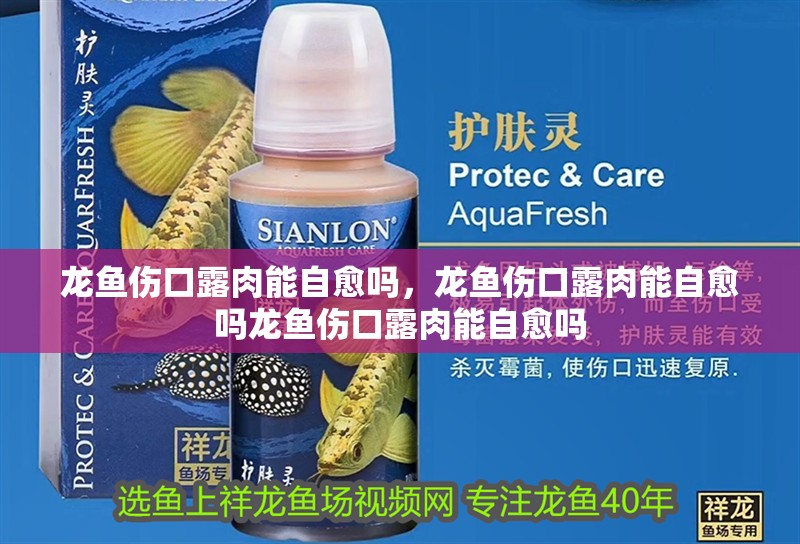 龍魚傷口露肉能自愈嗎，龍魚傷口露肉能自愈嗎龍魚傷口露肉能自愈嗎