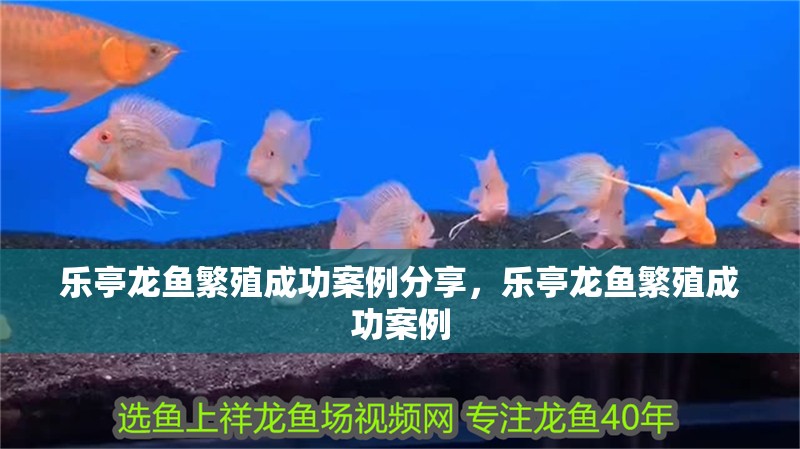 樂亭龍魚繁殖成功案例分享，樂亭龍魚繁殖成功案例
