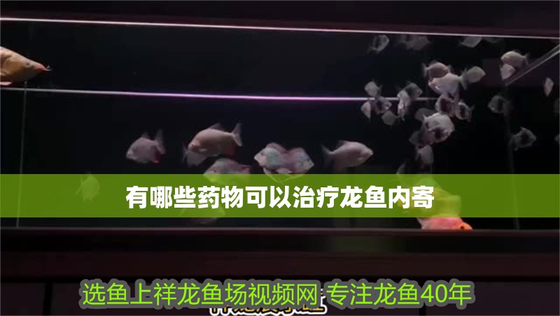 有哪些藥物可以治療龍魚內寄