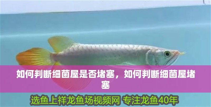 如何判斷細菌屋是否堵塞，如何判斷細菌屋堵塞