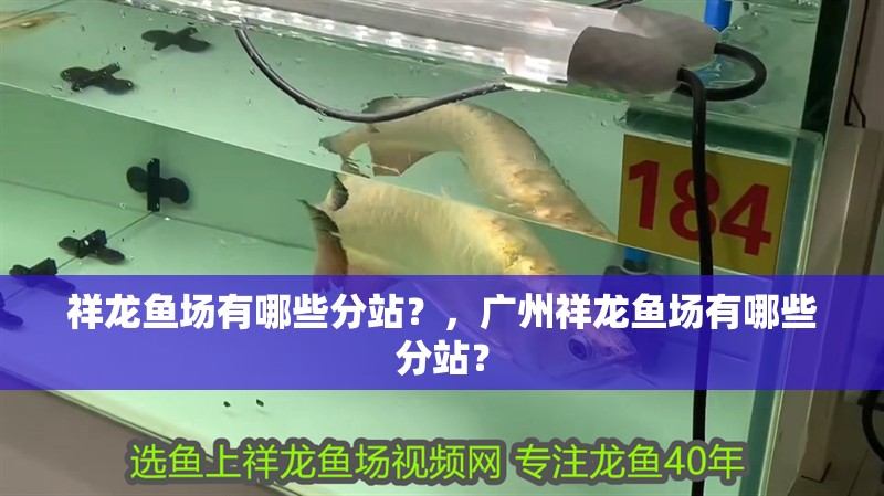 祥龍魚場有哪些分站？，廣州祥龍魚場有哪些分站？