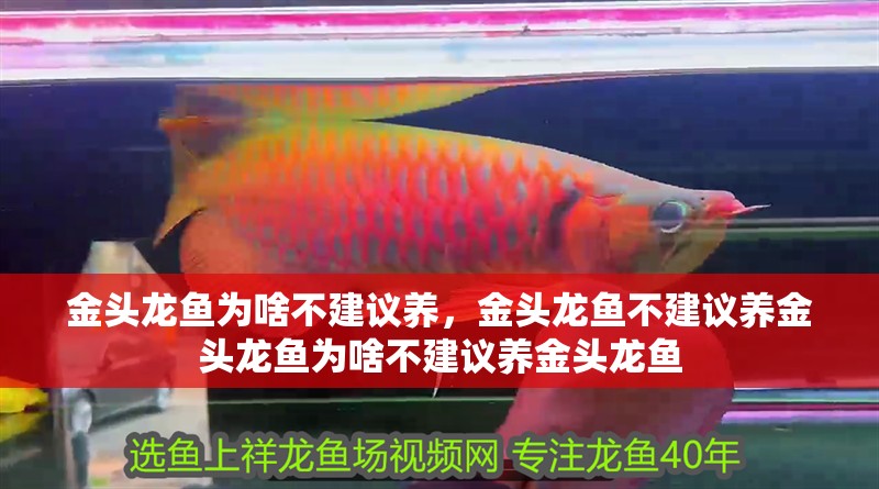 金頭龍魚為啥不建議養，金頭龍魚不建議養金頭龍魚為啥不建議養金頭龍魚