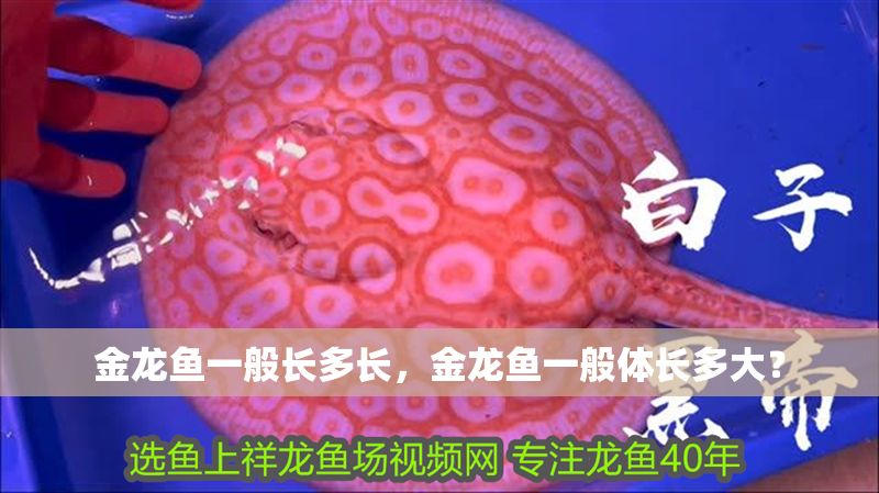 金龍魚一般長多長，金龍魚一般體長多大？