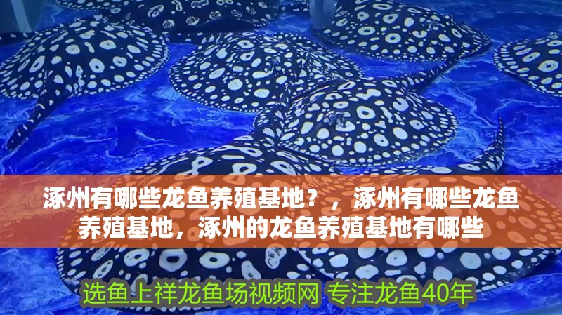 涿州有哪些龍魚養(yǎng)殖基地？，涿州有哪些龍魚養(yǎng)殖基地，涿州的龍魚養(yǎng)殖基地有哪些