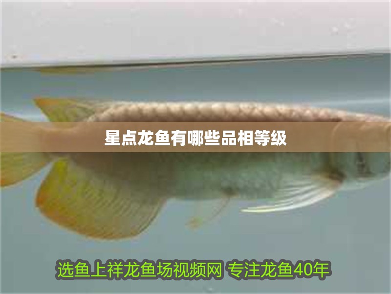 星點(diǎn)龍魚有哪些品相等級(jí)