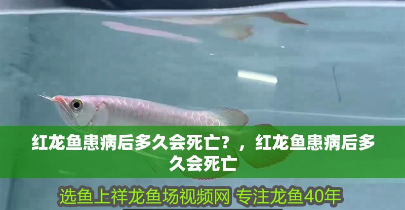 紅龍魚患病后多久會死亡？，紅龍魚患病后多久會死亡