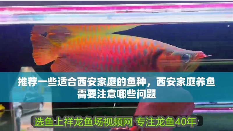 推薦一些適合西安家庭的魚種，西安家庭養(yǎng)魚需要注意哪些問題