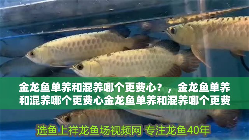 詳細閱讀:金龍魚單養和混養哪個更費心?,金龍魚單養和混養哪個更費心金龍魚單養和混養哪個更費心 金龍魚單養和混養哪個更費心?,金龍魚單養和混養哪個更費心金龍魚單養和混養哪個更費心