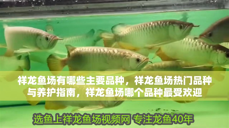 祥龍魚場有哪些主要品種，祥龍魚場熱門品種與養(yǎng)護(hù)指南，祥龍魚場哪個品種最受歡迎