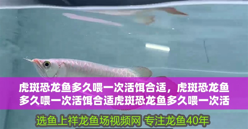 詳細閱讀:虎斑恐龍魚多久喂一次活餌合適,虎斑恐龍魚多久喂一次活餌合適虎斑恐龍魚多久喂一次活餌合適 虎斑恐龍魚多久喂一次活餌合適,虎斑恐龍魚多久喂一次活餌合適虎斑恐龍魚多久喂一次活餌合適