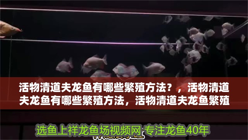 詳細閱讀:活物清道夫龍魚有哪些繁殖方法?,活物清道夫龍魚有哪些繁殖方法,活物清道夫龍魚繁殖方法 活物清道夫龍魚有哪些繁殖方法?,活物清道夫龍魚有哪些繁殖方法,活物清道夫龍魚繁殖方法