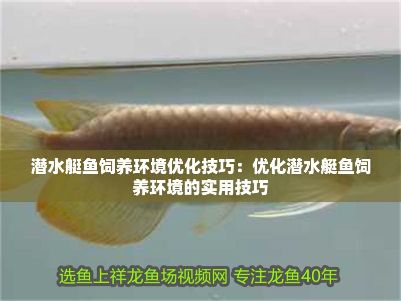 潛水艇魚飼養(yǎng)環(huán)境優(yōu)化技巧：優(yōu)化潛水艇魚飼養(yǎng)環(huán)境的實用技巧