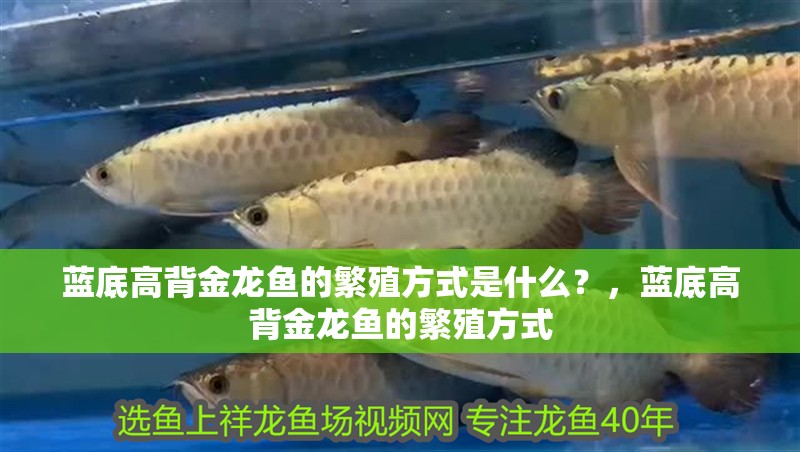 藍底高背金龍魚的繁殖方式是什么？，藍底高背金龍魚的繁殖方式