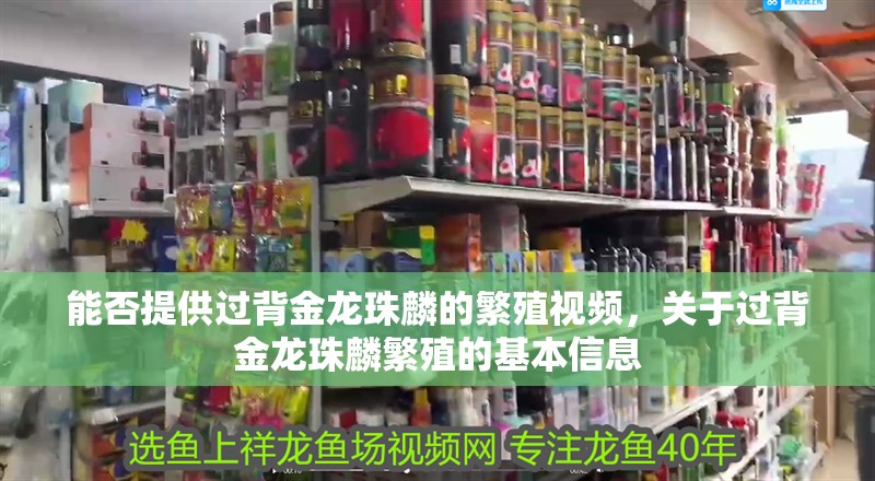 能否提供過背金龍珠麟的繁殖視頻，關于過背金龍珠麟繁殖的基本信息