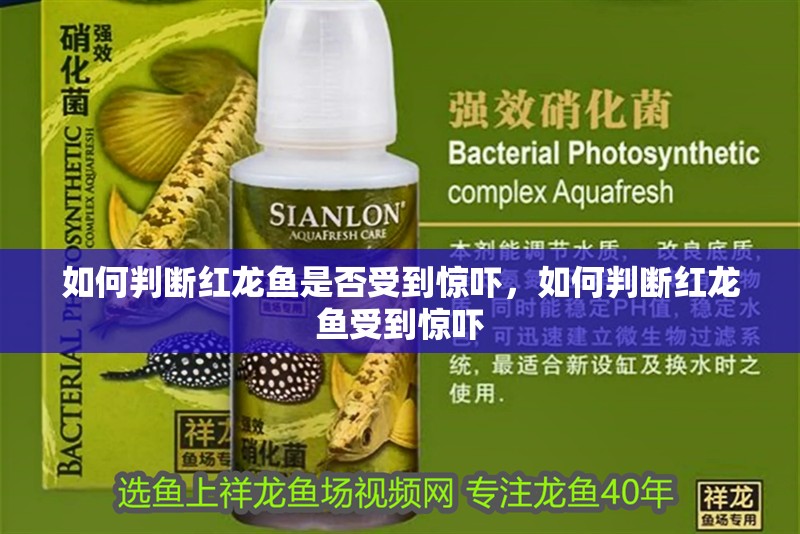 龍魚怕什么 如何判斷紅龍魚是否受到驚嚇,如何判斷紅龍魚受到驚嚇 龍魚百科 如何判斷紅龍魚是否受到驚嚇,如何判斷紅龍魚受到驚嚇 如何判斷紅龍魚是否受到驚嚇,如何判斷紅龍魚受到驚嚇 龍魚百科