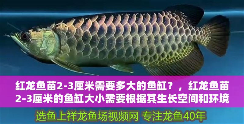 紅龍魚苗2-3厘米需要多大的魚缸？，紅龍魚苗2-3厘米的魚缸大小需要根據其生長空間和環境條件來確定