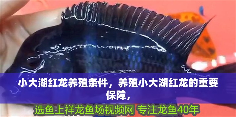 小大湖紅龍養殖條件，養殖小大湖紅龍的重要保障，