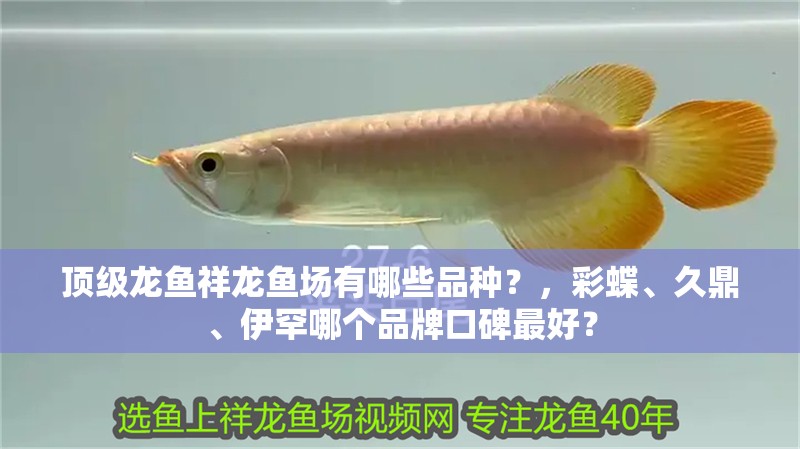 頂級龍魚祥龍魚場有哪些品種？，彩蝶、久鼎、伊罕哪個品牌口碑最好？