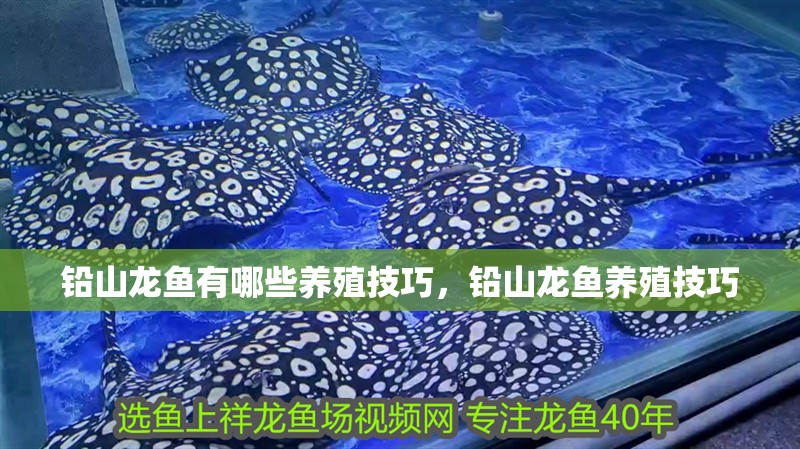 鉛山龍魚有哪些養殖技巧，鉛山龍魚養殖技巧