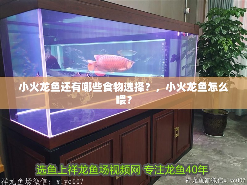 小火龍魚還有哪些食物選擇？，小火龍魚怎么喂？
