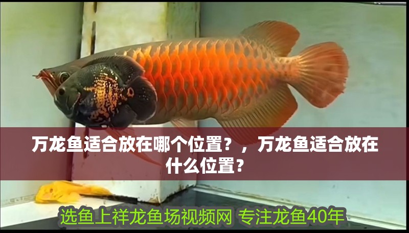 萬龍魚適合放在哪個位置？，萬龍魚適合放在什么位置？