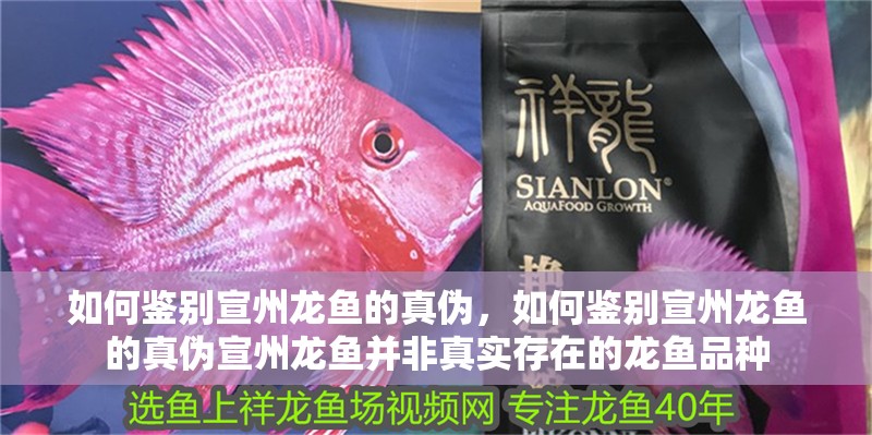 如何鑒別宣州龍魚的真偽，如何鑒別宣州龍魚的真偽宣州龍魚并非真實存在的龍魚品種