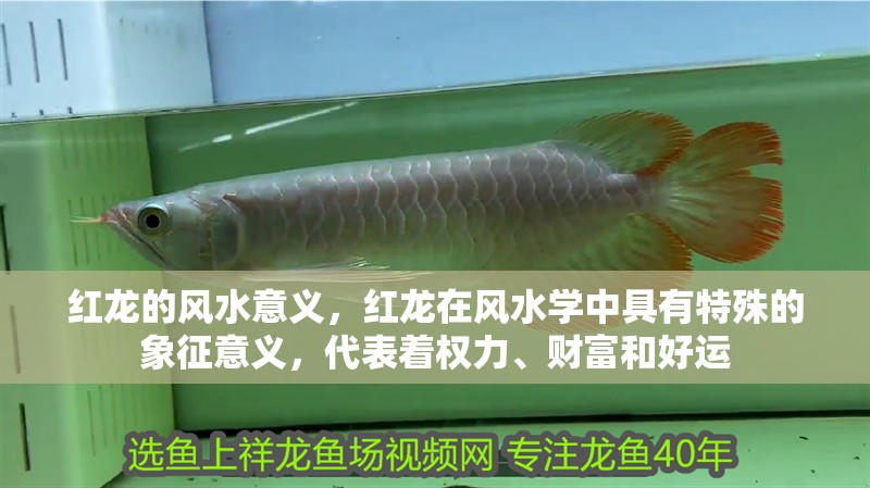 紅龍的風水意義，紅龍在風水學中具有特殊的象征意義，代表著權力、財富和好運