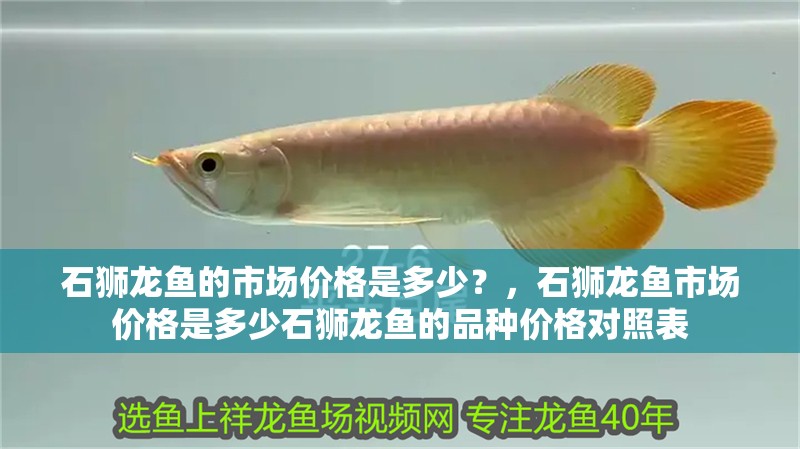 石獅龍魚(yú)的市場(chǎng)價(jià)格是多少？，石獅龍魚(yú)市場(chǎng)價(jià)格是多少石獅龍魚(yú)的品種價(jià)格對(duì)照表