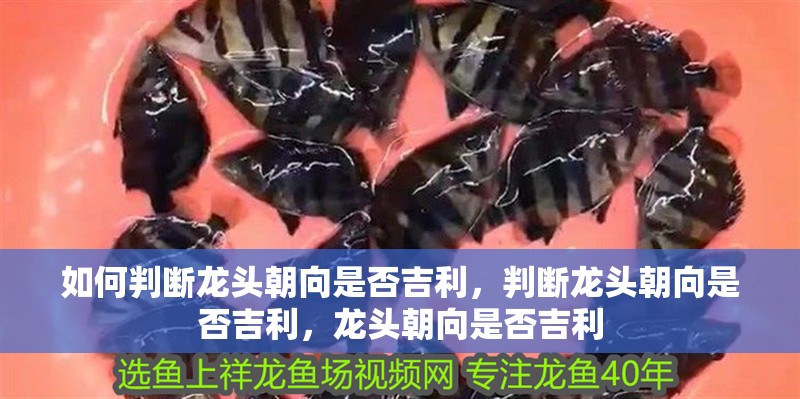 如何判斷龍頭朝向是否吉利，判斷龍頭朝向是否吉利，龍頭朝向是否吉利