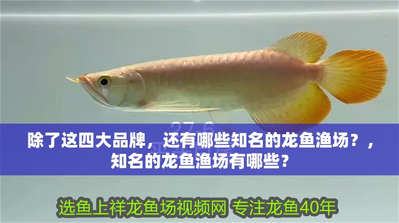 除了這四大品牌，還有哪些知名的龍魚(yú)漁場(chǎng)？，知名的龍魚(yú)漁場(chǎng)有哪些？