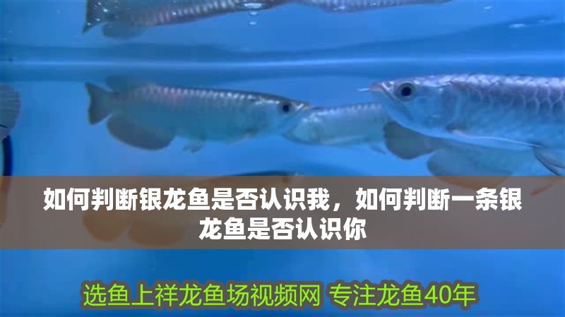 如何判斷銀龍魚是否認識我，如何判斷一條銀龍魚是否認識你