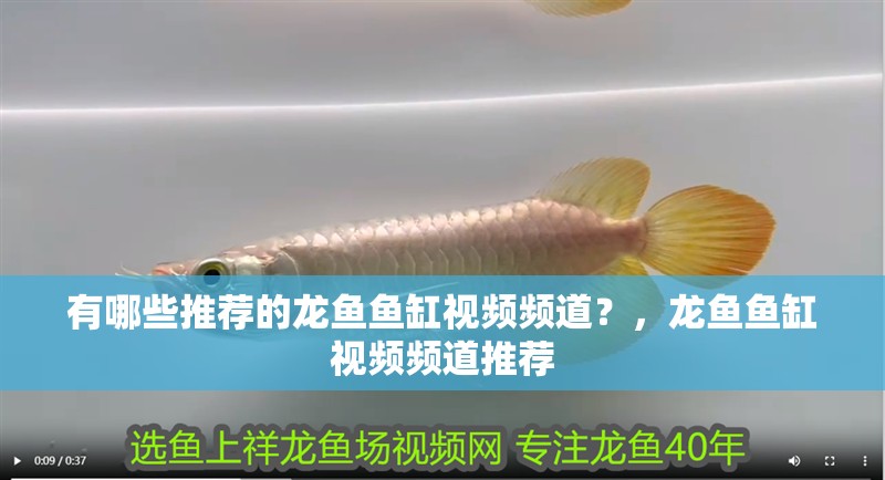 有哪些推薦的龍魚魚缸視頻頻道？，龍魚魚缸視頻頻道推薦
