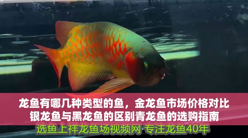 龍魚有哪幾種類型的魚，金龍魚市場價格對比銀龍魚與黑龍魚的區別青龍魚的選購指南