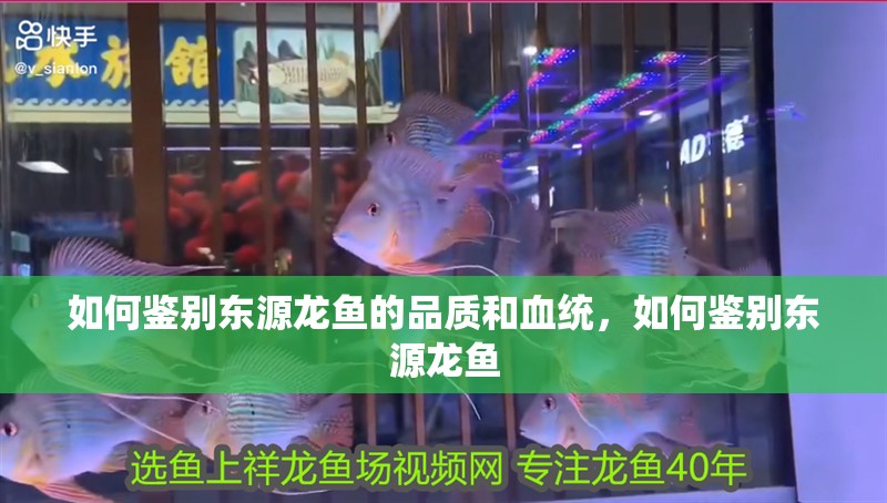 龍魚干蝦有營養嗎 如何鑒別東源龍魚的品質和血統,如何鑒別東源龍魚 龍魚百科 如何鑒別東源龍魚的品質和血統,如何鑒別東源龍魚 如何鑒別東源龍魚的品質和血統,如何鑒別東源龍魚 龍魚百科