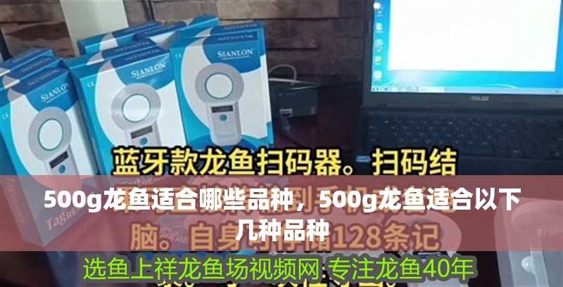 500g龍魚適合哪些品種，500g龍魚適合以下幾種品種