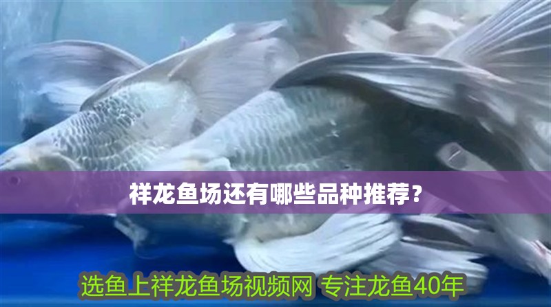 龍魚干蝦有營養(yǎng)嗎 祥龍魚場還有哪些品種推薦? 龍魚百科 祥龍魚場還有哪些品種推薦? 祥龍魚場還有哪些品種推薦? 龍魚百科