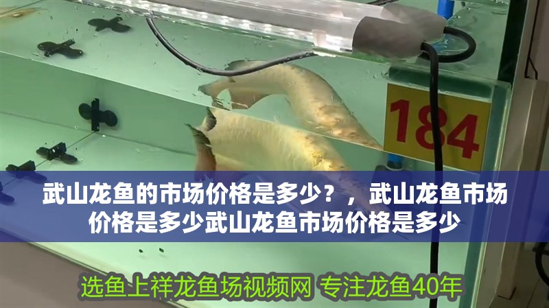 武山龍魚的市場價格是多少？，武山龍魚市場價格是多少武山龍魚市場價格是多少