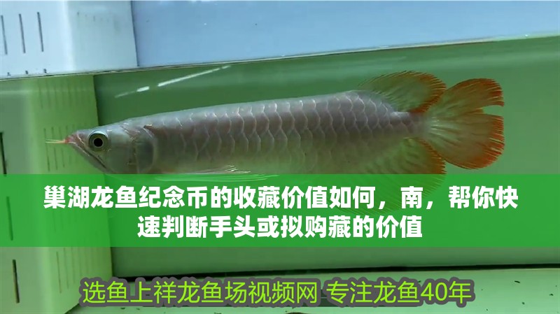 巢湖龍魚紀念幣的收藏價值如何，南，幫你快速判斷手頭或擬購藏的價值