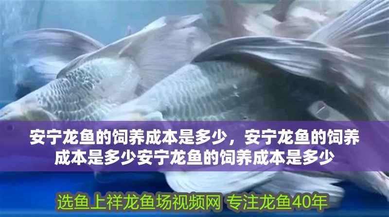 安寧龍魚的飼養成本是多少，安寧龍魚的飼養成本是多少安寧龍魚的飼養成本是多少