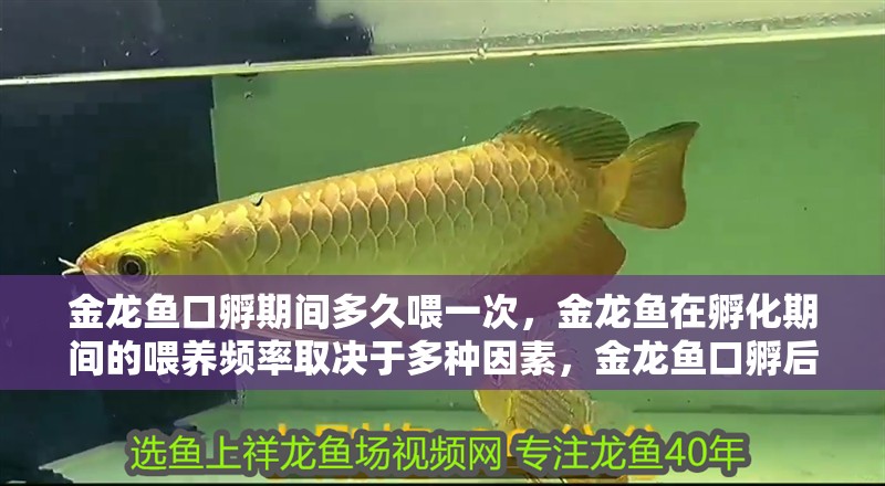 金龍魚口孵期間多久喂一次，金龍魚在孵化期間的喂養頻率取決于多種因素，金龍魚口孵后多久喂一次