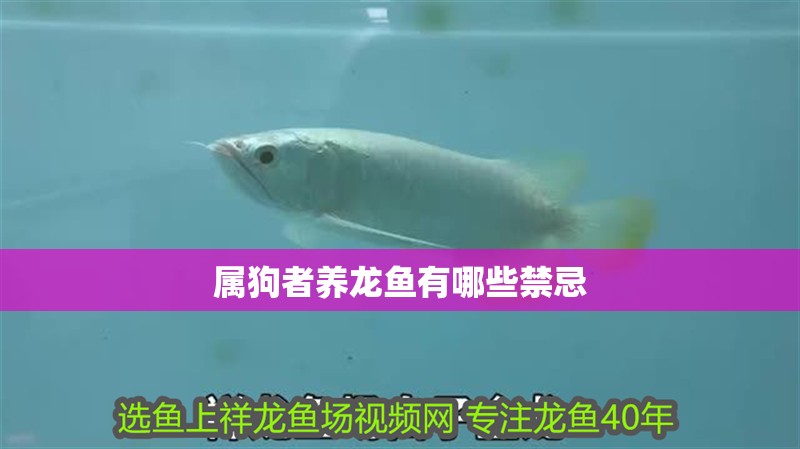 屬狗者養龍魚有哪些禁忌