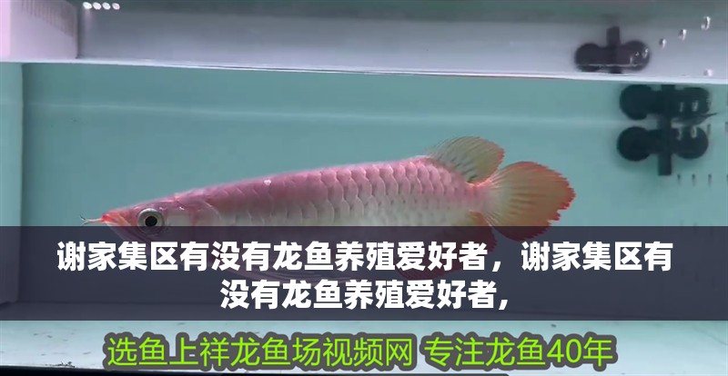 謝家集區有沒有龍魚養殖愛好者，謝家集區有沒有龍魚養殖愛好者,